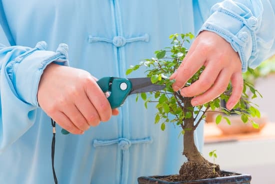 Scopri dove mettere il bonsai in giardino per garantirne la crescita ottimale