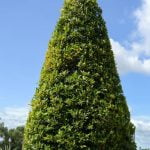 Dove Comprare Dei Bonsai Scopri dove comprare dei bonsai online o presso i vivai specializzati nella tua zona