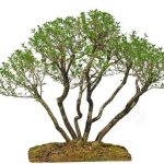 Come Si Cura Un Olivo Bonsai guida dettagliata per garantire salute e splendore al tuo albero