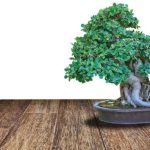 Cosa Vuol Dire La Parola Bonsai l'arte giapponese di coltivare mini alberi in vasi