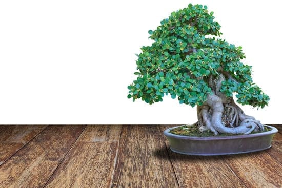 l'arte giapponese di coltivare mini alberi in vasi