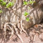 Perché Il Bonsai Ginseng Perde Le Foglie Scopri come evitare che il bonsai ginseng perda le foglie con semplici accorgimenti e cure specifiche