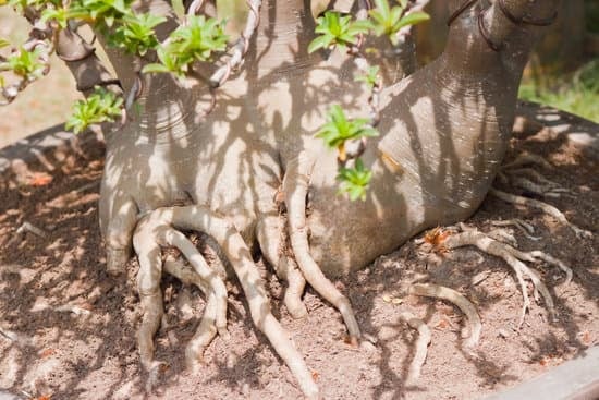 Perché Il Bonsai Ginseng Perde Le Foglie 5 Scopri come evitare che il bonsai ginseng perda le foglie con semplici accorgimenti e cure specifiche