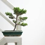 devi tagliare solo le radici più lunghe