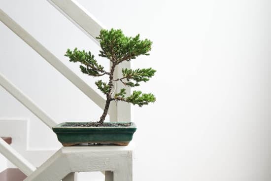 Come Potare Radici Bonsai 1 devi tagliare solo le radici più lunghe