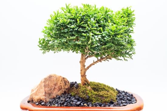 Trasforma un albero in un bonsai con pazienza e cura per la bellezza della natura