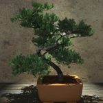 Scopri quando defogliare il bonsai per mantenerlo in salute e in forma ottimale