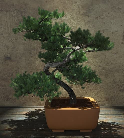 Quando Defogliare Il Bonsai 1 Scopri quando defogliare il bonsai per mantenerlo in salute e in forma ottimale