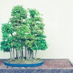 Dove Tenere I Bonsai D Inverno Proteggi i bonsai dal freddo in un luogo luminoso e protetto, come un'area interna ben illuminata