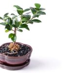 tecnica, strumenti e passaggi fondamentali