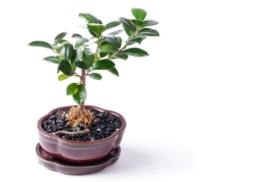 tecnica, strumenti e passaggi fondamentali