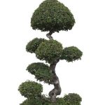 guida pratica per la cura e la manutenzione di questa affascinante pianta