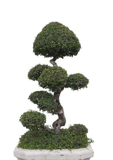 Come Coltivare Un Bonsai Di Pino 1 guida pratica per la cura e la manutenzione di questa affascinante pianta