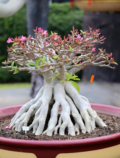 Perché Cadono Le Foglie Dal Bonsai 1 Scopri perchè cadono le foglie dal bonsai attraverso semplici cure e attenzioni quotidiane