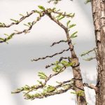 Come Rinvasare Un Bonsai E Ridurre Le Radici Rinvasare un bonsai e ridurre le radici con successo