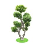 Come Fare Bonsai Di Melo segui i nostri consigli per creare meravigliose opere d'arte vegetali