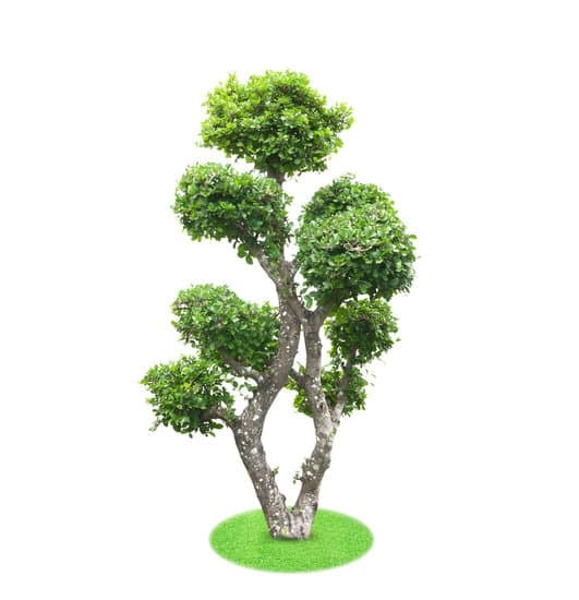 Come Fare Bonsai Di Melo 1 segui i nostri consigli per creare meravigliose opere d'arte vegetali