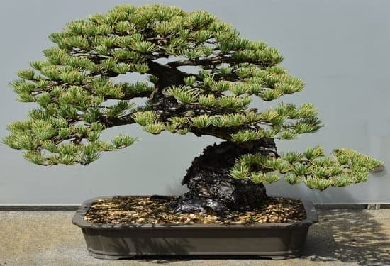 Come Rilegare Cycas Bonsai 1 Guida dettagliata su come rilegare cycas bonsai con successo