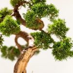 Quando Rinvasare Conifere Bonsai Guida pratica su quando rinvasare conifere bonsai per garantire la salute delle piante