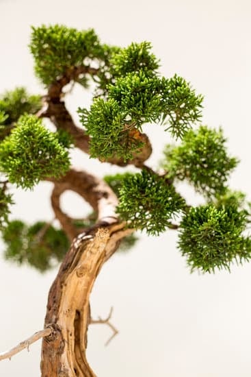 Quando Rinvasare Conifere Bonsai 1 Guida pratica su quando rinvasare conifere bonsai per garantire la salute delle piante