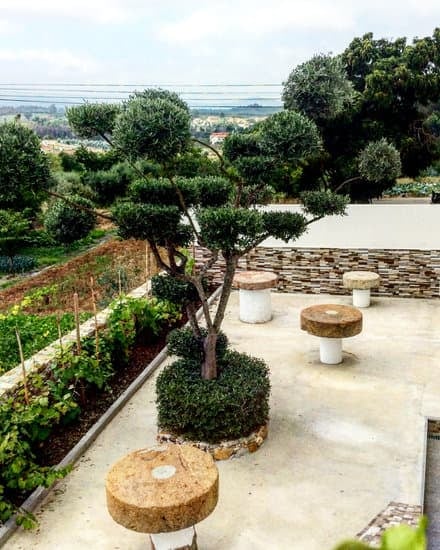 Come Fare Un Bonsai Con L Acero 1 Segui passo dopo passo le istruzioni su come fare un bonsai con l'acero per un risultato perfetto