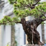 Come Modellare Un Bonsai Segui passo dopo passo le istruzioni su come modellare un bonsai per ottenere un risultato spettacolare