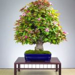 quanti aghi ha un bonsai