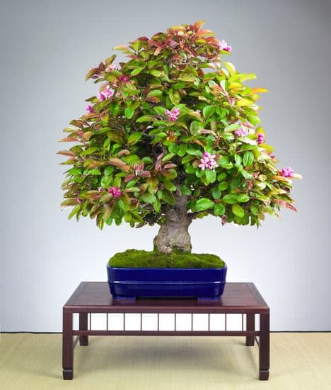 quanti aghi ha un bonsai