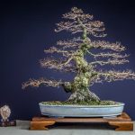 A Che Temperatura Devono Stare I Semi Di Bonsai Scopri a che temperatura devono stare i semi di bonsai per una germinazione ottimale