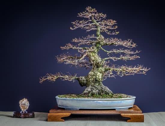 A Che Temperatura Devono Stare I Semi Di Bonsai 1 Scopri a che temperatura devono stare i semi di bonsai per una germinazione ottimale