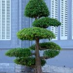 Come Far Germogliare I Semi Di Bonsai Guida pratica su come far germogliare i semi di bonsai con successo, passo dopo passo
