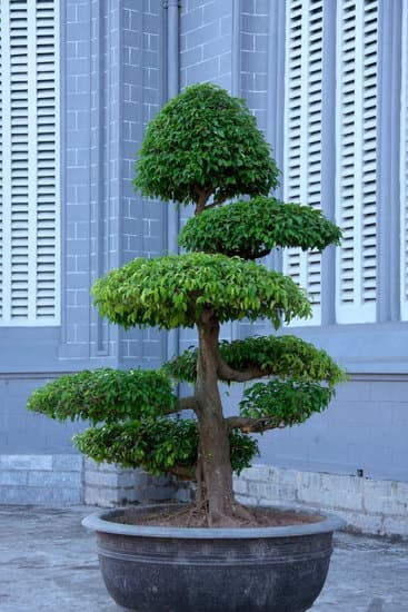 Come Far Germogliare I Semi Di Bonsai 1 Guida pratica su come far germogliare i semi di bonsai con successo, passo dopo passo