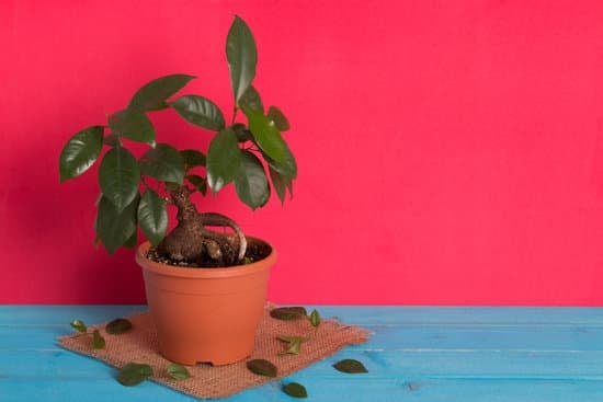 Per Bonsai 1 Guida completa per curare e coltivare i tuoi bonsai con passione e attenzione