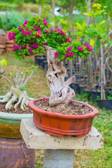 Come Creare Bonsai Da Talea 9 come creare bonsai da talea in pochi passaggi