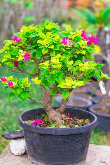 Da Pianta a Bonsai 1 Trasforma la tua pianta in un magnifico bonsai con semplici passaggi e tanta cura