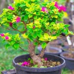 Come Si Curano I Bonsai Ficus potatura, concimazione e esposizione alla luce solare