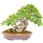 Scopri come si travasa un bonsai seguendo queste semplici istruzioni