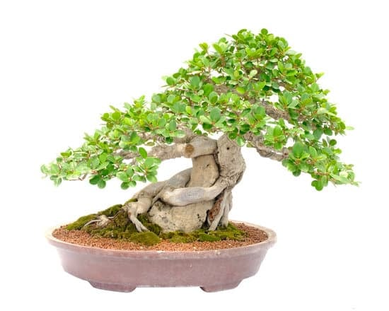 Come Si Travasa Un Bonsai 1 Scopri come si travasa un bonsai seguendo queste semplici istruzioni
