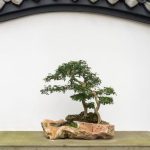 Cosa Fare Ad Bonsai Perde Le Foglie controllo dell'umidità, potatura corretta e cura attenta