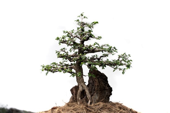 Guida dettagliata su come creare la punta ad un bonsai per un risultato perfetto