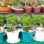 Quando Potare Bonsai Melograno Scopri quando potare il tuo bonsai melograno per mantenerlo sano e rigoglioso tutto l'anno