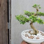 Scopri come e quando potare il tuo bonsai per garantirne la salute e la bellezza