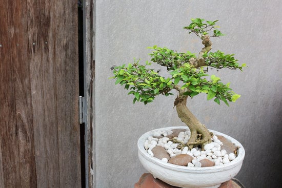 Come E Quandopotare Il Mio Bonsai 1 Scopri come e quando potare il tuo bonsai per garantirne la salute e la bellezza