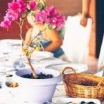 Come Curare Un Bonsai Pepper potatura regolare, esposizione al sole e corretta annaffiatura