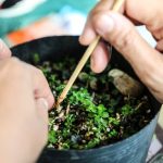 Quanto Costa.Un.Bonsai.Di Pesco Scopri quanto costa un bonsai di pesco e crea un angolo verde unico in casa tua