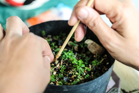 Quanto Costa.Un.Bonsai.Di Pesco 1 Scopri quanto costa un bonsai di pesco e crea un angolo verde unico in casa tua