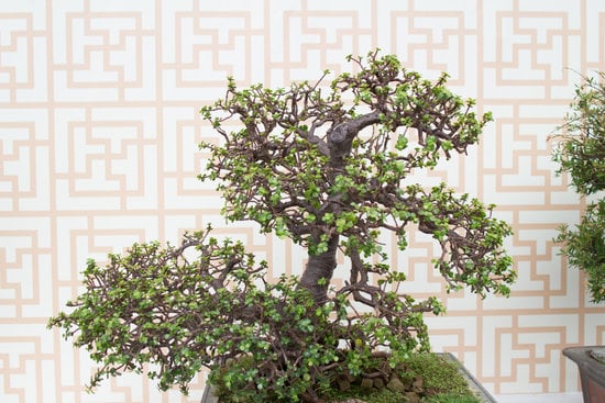 Guida dettagliata su come creare un magnifico bonsai di magnolia con semplici passaggi e consigli utili