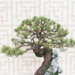 Scopri quali bonsai usare per iniziare con una guida dettagliata e consigli su specie adatte
