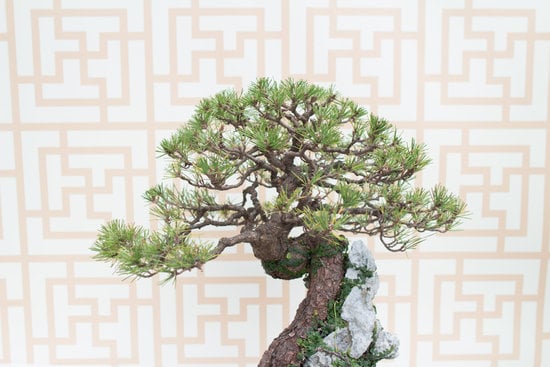 Quali Bonsai Usare Per Iniziare 1 Scopri quali bonsai usare per iniziare con una guida dettagliata e consigli su specie adatte