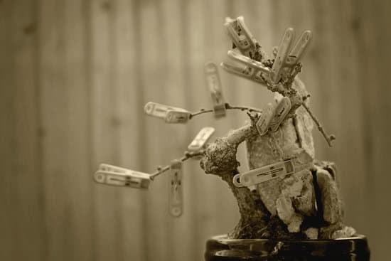 Dove Acquistare Bonsai in Contro Assegno 1 Scopri dove acquistare bonsai in contanti o con assegno presso i migliori vivai della tua zona